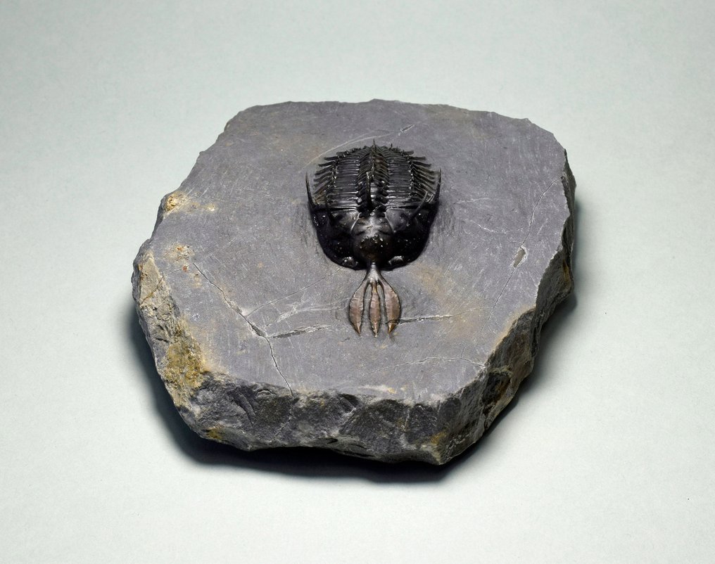 Trilobit - Forstenet dyr - Walliserops lindoei #2.1