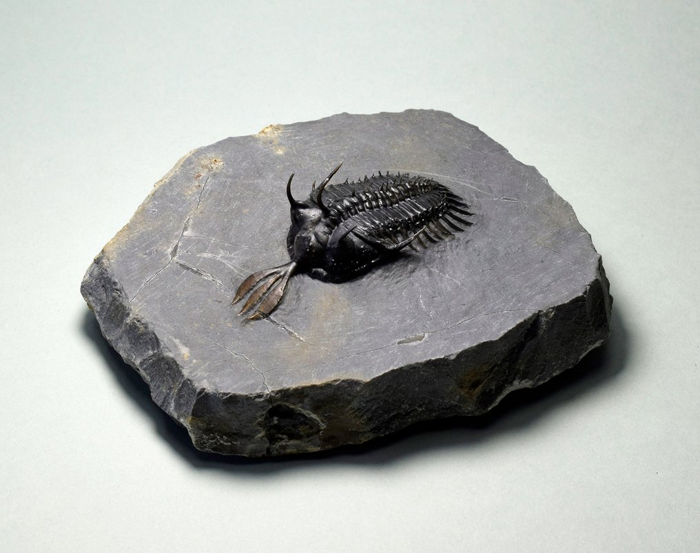Trilobit - Forstenet dyr - Walliserops lindoei #1.0