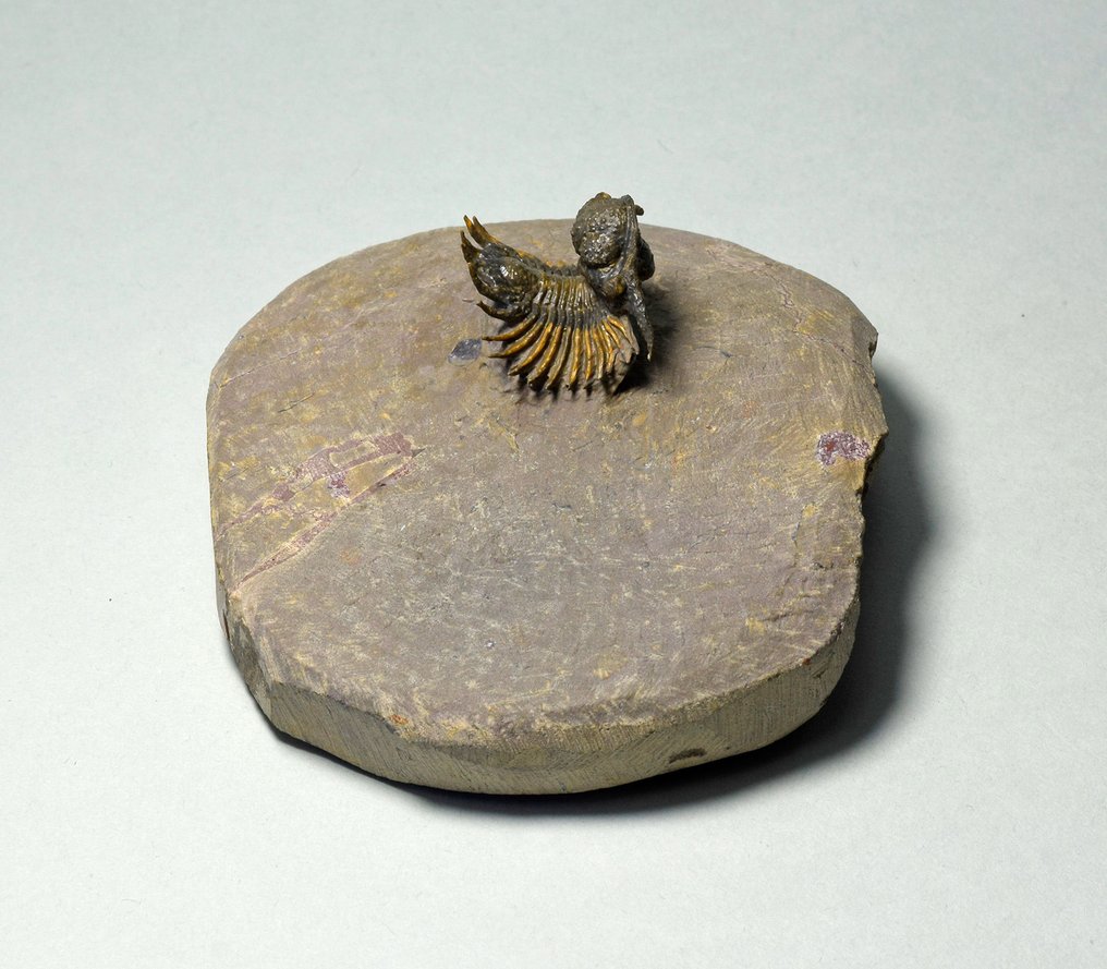 Σπάνιο trilobite - Απολιθωμένο ζώο - Belenopyge sp. #4.3