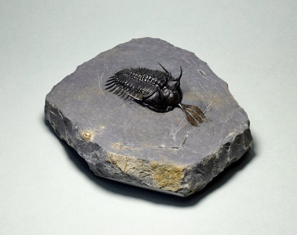 Trilobit - Forstenet dyr - Walliserops lindoei #3.2
