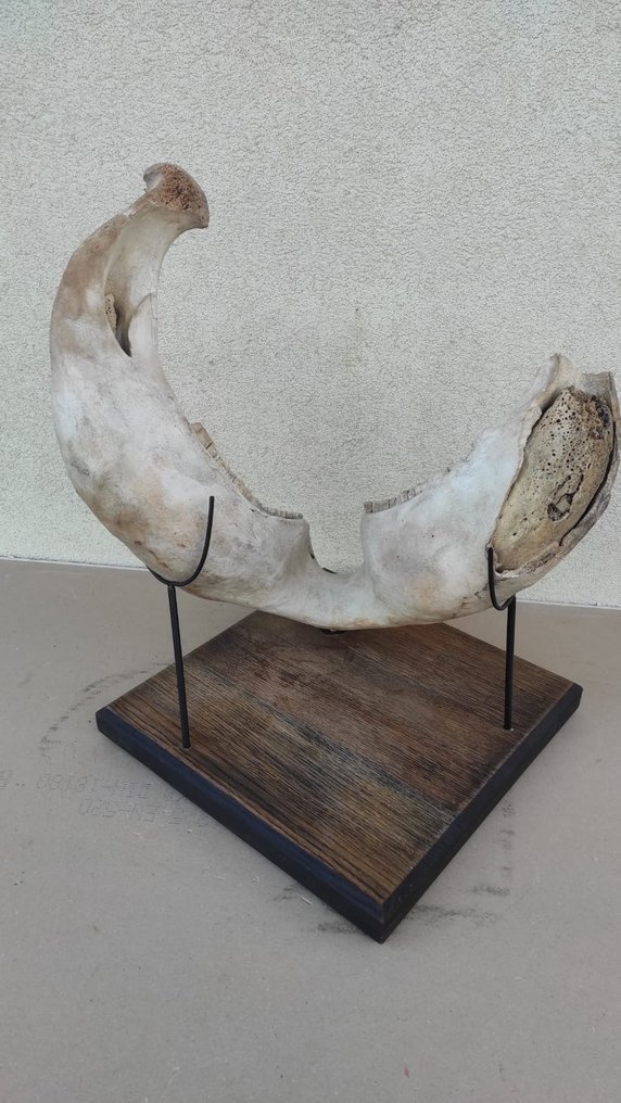 Mamute-lanoso - Fragmento fóssil - 39 cm #2.1
