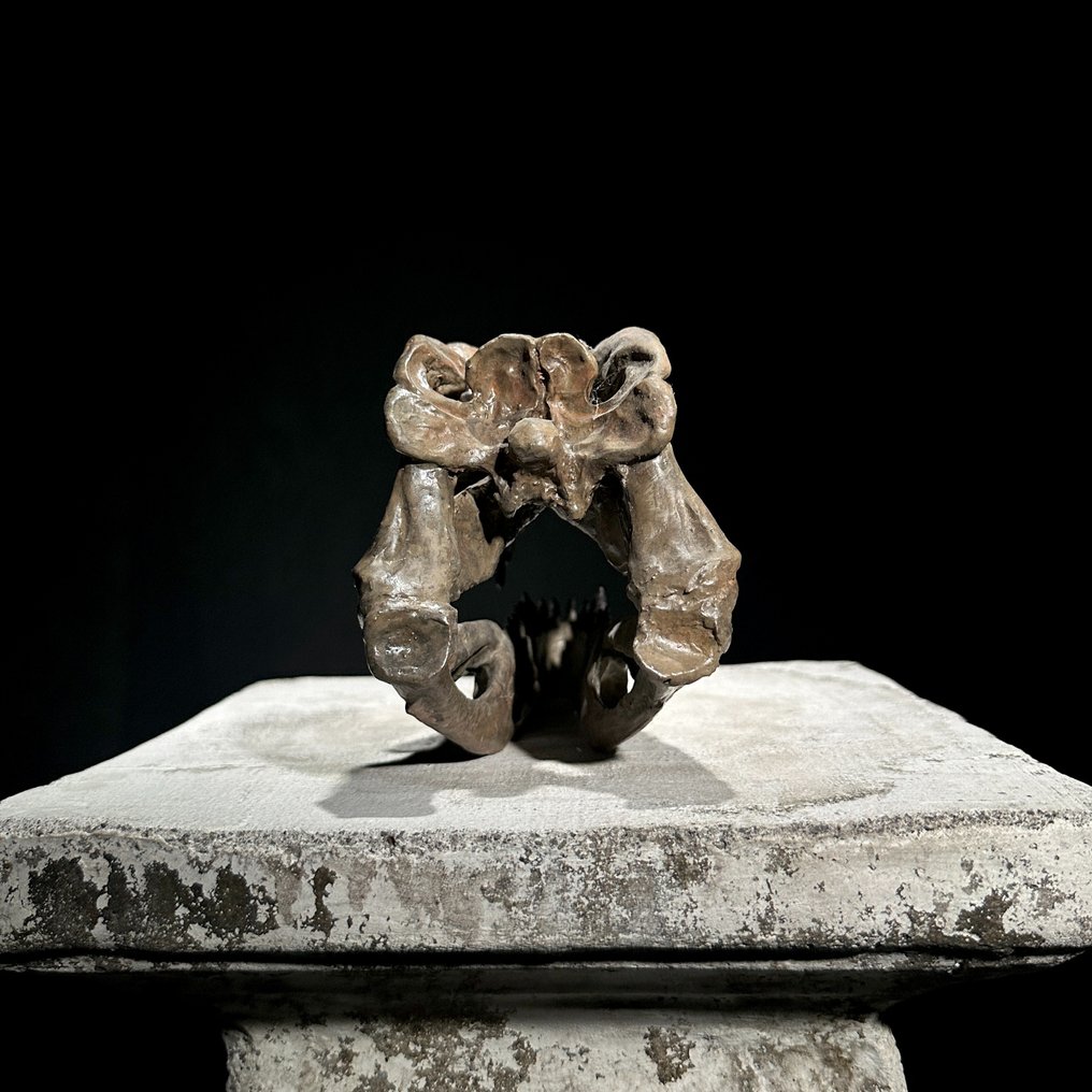 无底价恐龙头骨复制品 - 博物馆级别 - 棕色 - 树脂 动物标本复制支架 - Ceratosaurus - 14 cm - 9 cm - 21 cm #4.3