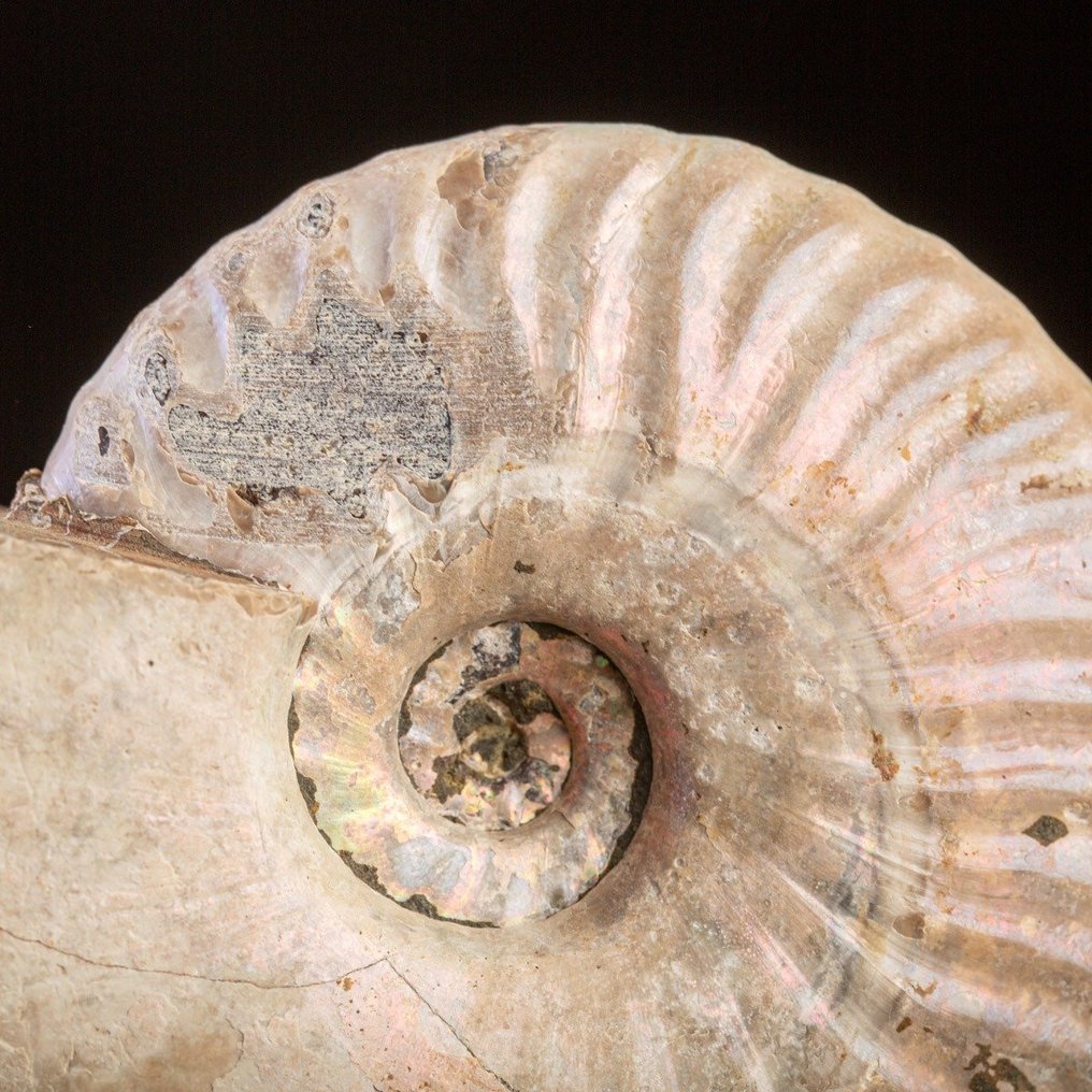 Ammoniet - Fossiel fragment - Aioloceras (Cleoniceras) sp. - 120 mm - 96 mm #3.2