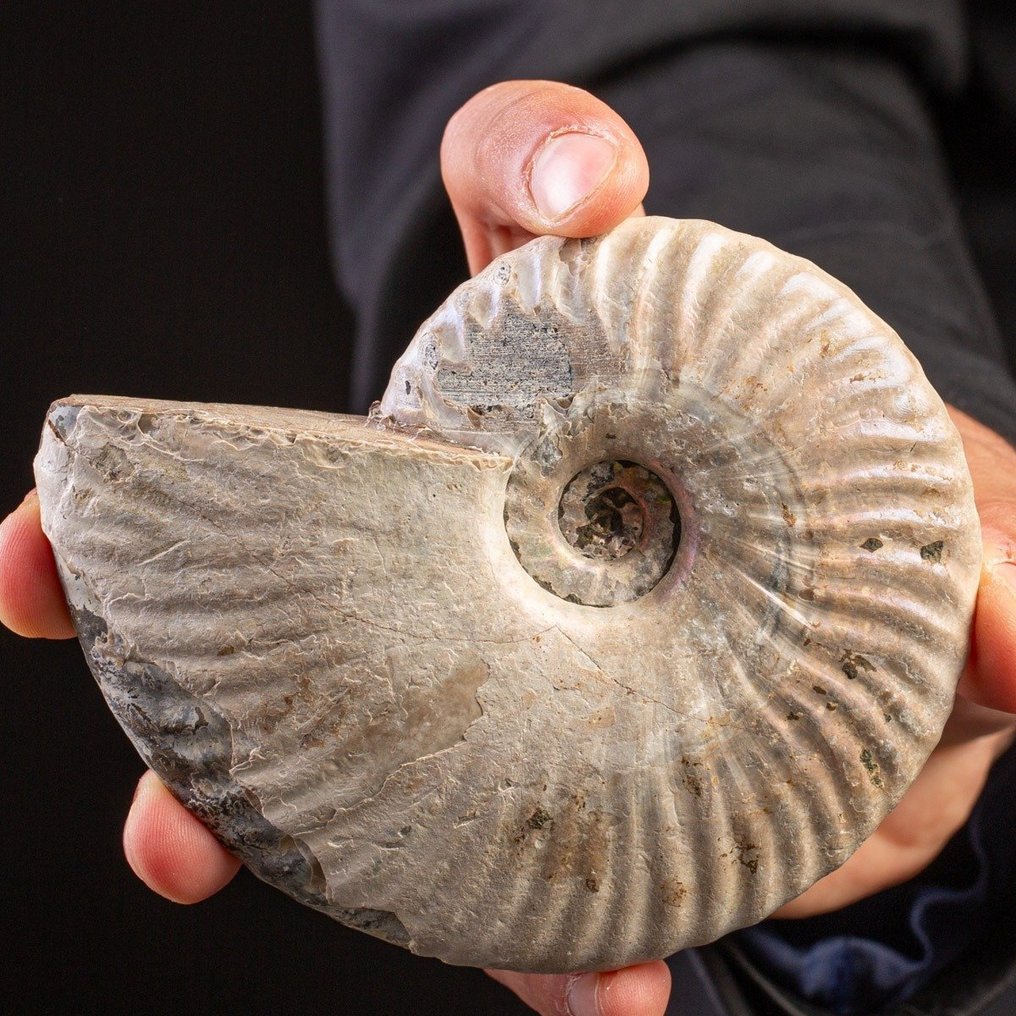 Ammoniet - Fossiel fragment - Aioloceras (Cleoniceras) sp. - 120 mm - 96 mm #1.0