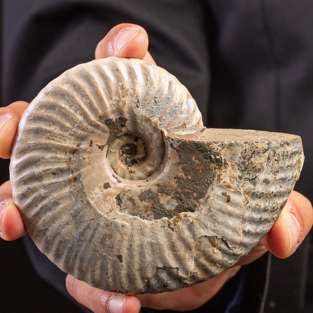 Ammoniet - Fossiel fragment - Aioloceras (Cleoniceras) sp. - 120 mm - 96 mm #4.3