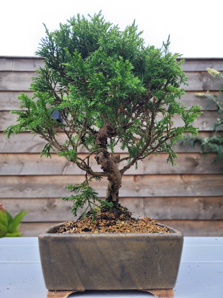 bonsai di juniperus chinensis itoigawa shohin Altezza (albero) 21 cm
