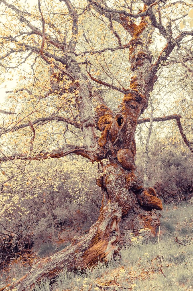 Jorge Omeñaca - The old guy #1.0