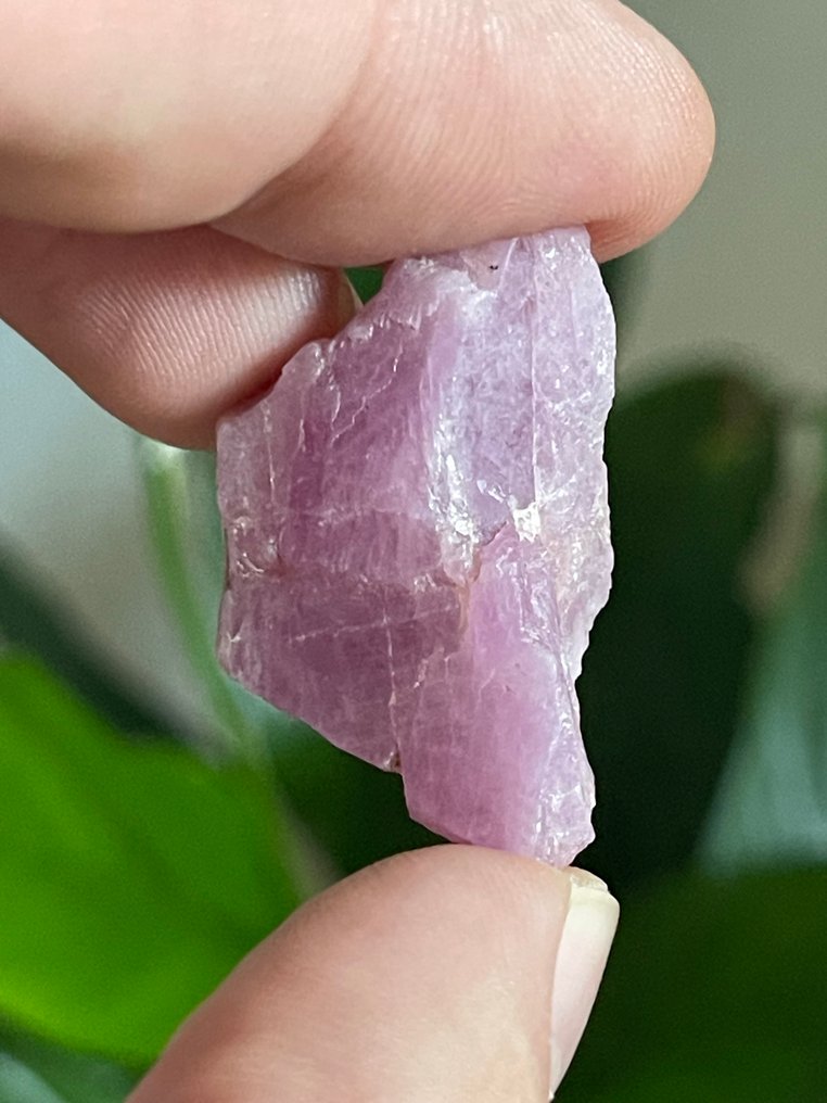 Ruby Rubin roz excepțional din Mozambic. 55,5 ct. Transparent, 100% - Înălțime: 32 mm - Lățime: 20 mm- 11.1 g - (1) #1.0