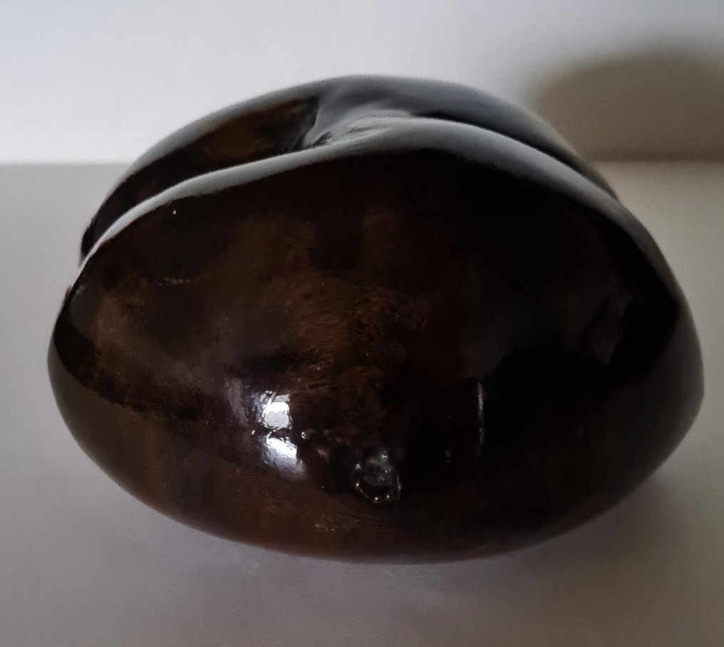 Coco de mer o cocco di mare Allestimento tassidermico a corpo intero - Lodoicea maldivica - 12 cm - 12 cm - 8.5 cm - Appendice III CITES - Allegato C dell'UE - 1 #4.3