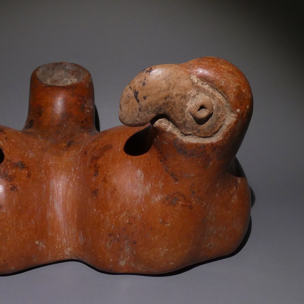 Colima, Mexico Terracotta Zeldzame dubbelevaas Papegaai. 21 cm L. 100 v.Chr. - 250 n.Chr. Spaans exportvergunning. #4.3