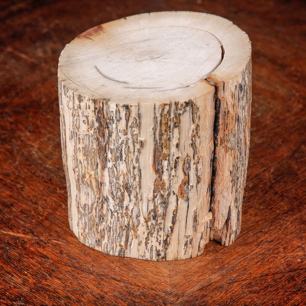 Fossiilinen norsunluu - Tusk-osio - kuollut mammutti - Fossiilinkappale - 134 mm - 123 mm #1.0