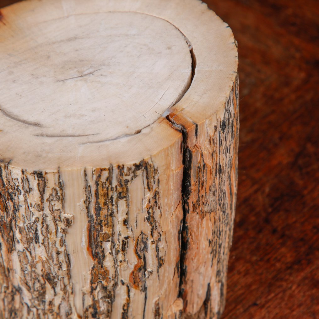 Fossiilinen norsunluu - Tusk-osio - kuollut mammutti - Fossiilinkappale - 134 mm - 123 mm #2.1