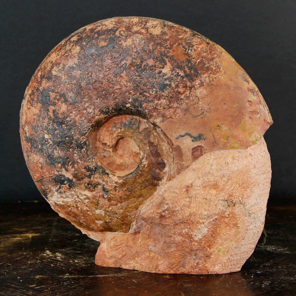 Σπάνιο απολίθωμα - Κόκκινο Αμμόνιτη στην αρχική μήτρα - Απολιθωμένα τμήματα - Esericeras Eseri - Lione Region - 200 mm - 195 mm #4.3