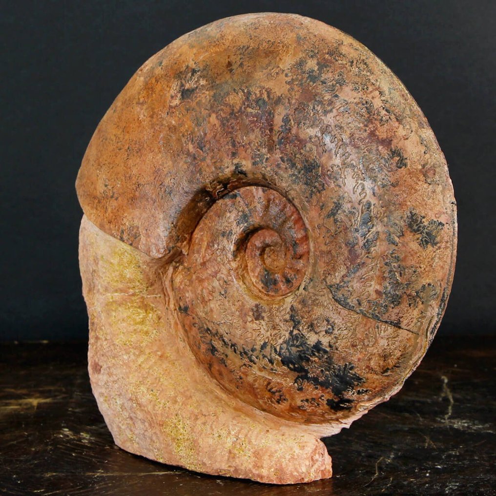 Σπάνιο απολίθωμα - Κόκκινο Αμμόνιτη στην αρχική μήτρα - Απολιθωμένα τμήματα - Esericeras Eseri - Lione Region - 200 mm - 195 mm #1.0