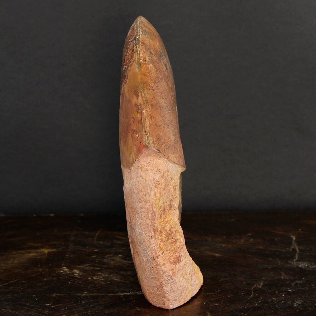 Σπάνιο απολίθωμα - Κόκκινο Αμμόνιτη στην αρχική μήτρα - Απολιθωμένα τμήματα - Esericeras Eseri - Lione Region - 200 mm - 195 mm #3.2