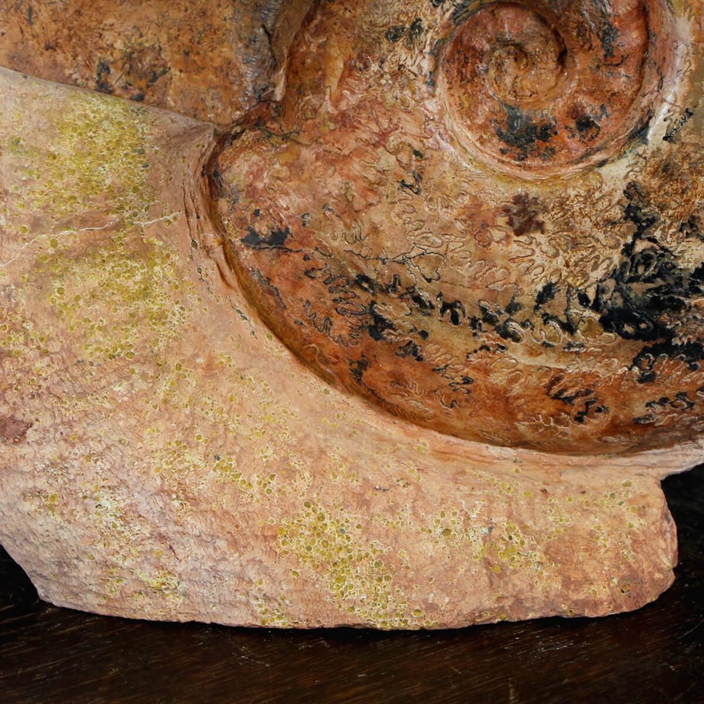 Σπάνιο απολίθωμα - Κόκκινο Αμμόνιτη στην αρχική μήτρα - Απολιθωμένα τμήματα - Esericeras Eseri - Lione Region - 200 mm - 195 mm #2.1