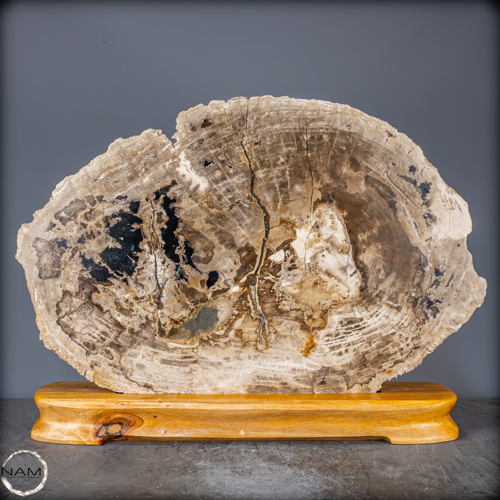 Natural Large Petrified Wood Disc Rare Pattern on Stand- 14566.65 g #1.0