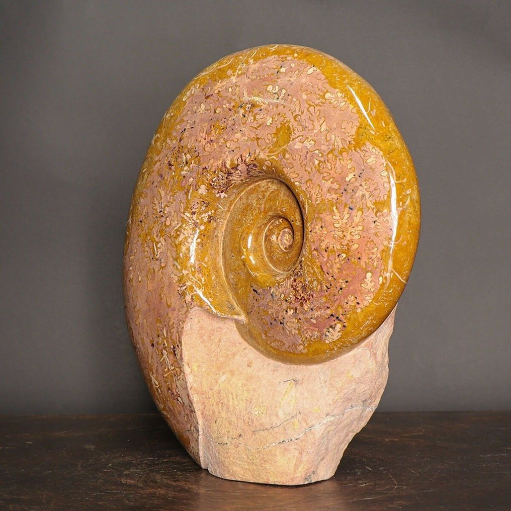 Εξαιρετικό Πορτοκαλί Αμμονίτη - Απολιθωμένα τμήματα - Lytoceras Dilucidum - Lyon Region Specimen - 380 mm - 330 mm #1.0