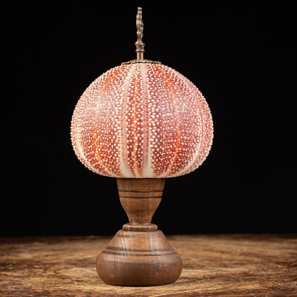 Διακοσμητικό θαλάσσιο σφουγγάρι - Ιταική χειροποίητη ξύλινη βάση. Βάση ταρίχευσης ολόκληρου σώματος - Echinus Esculentus - 230 mm - 120 mm - 120 mm #2.1