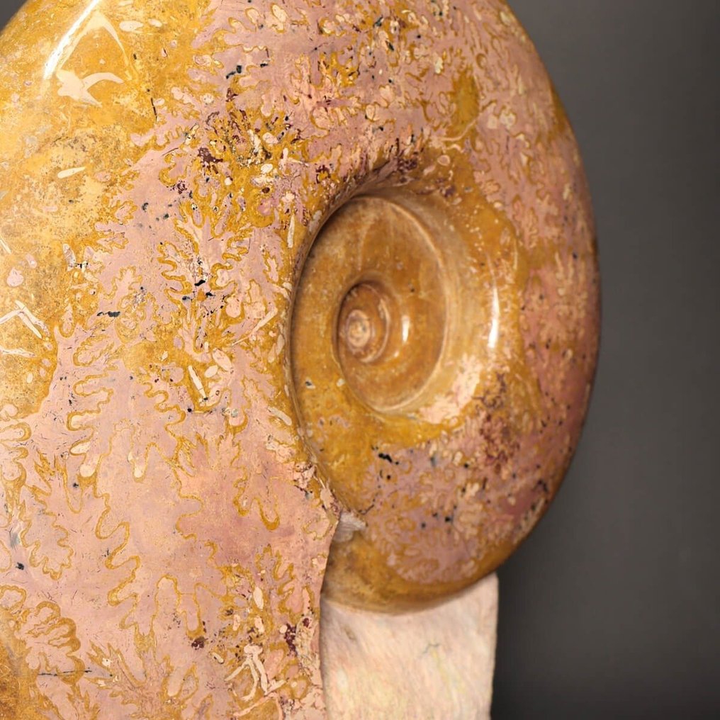 Εξαιρετικό Πορτοκαλί Αμμονίτη - Απολιθωμένα τμήματα - Lytoceras Dilucidum - Lyon Region Specimen - 380 mm - 330 mm #4.3