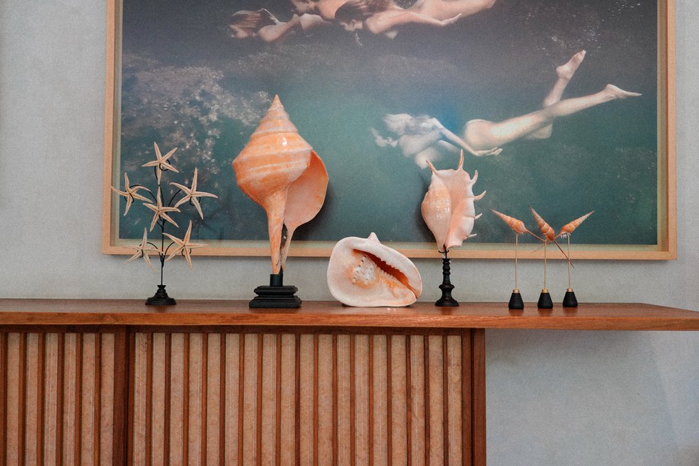 Set of 3 Tibia Fusus on custom stands - Sea shell - Shinbone Tibia Gastropod  (No reserve price) #2.1