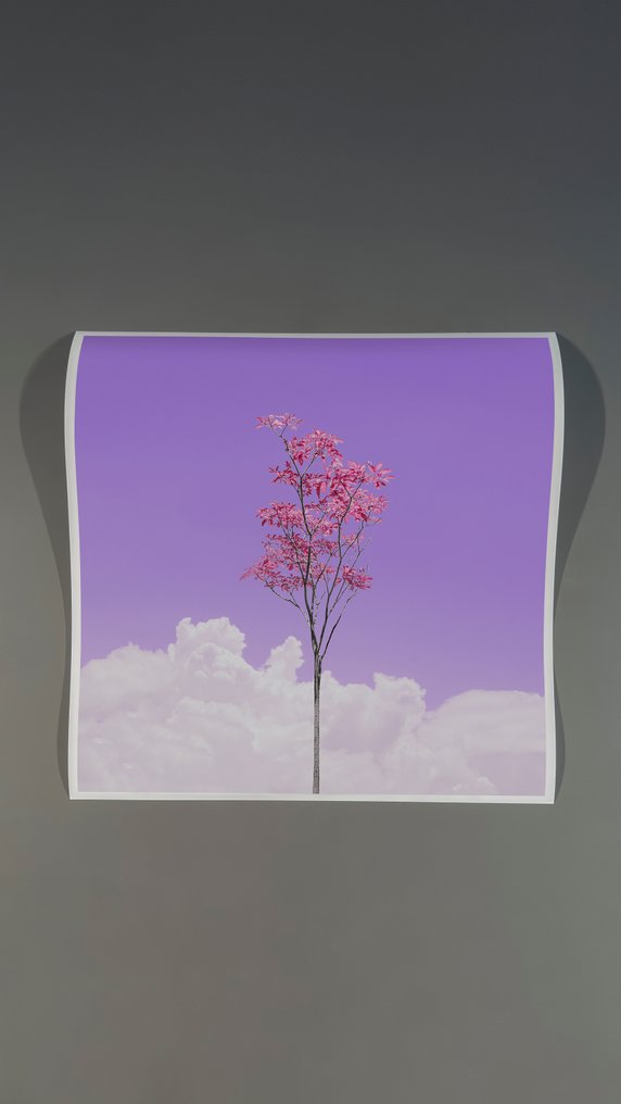 Téber - Lavender Rosé Sangria Foliage · No Reserve #2.1