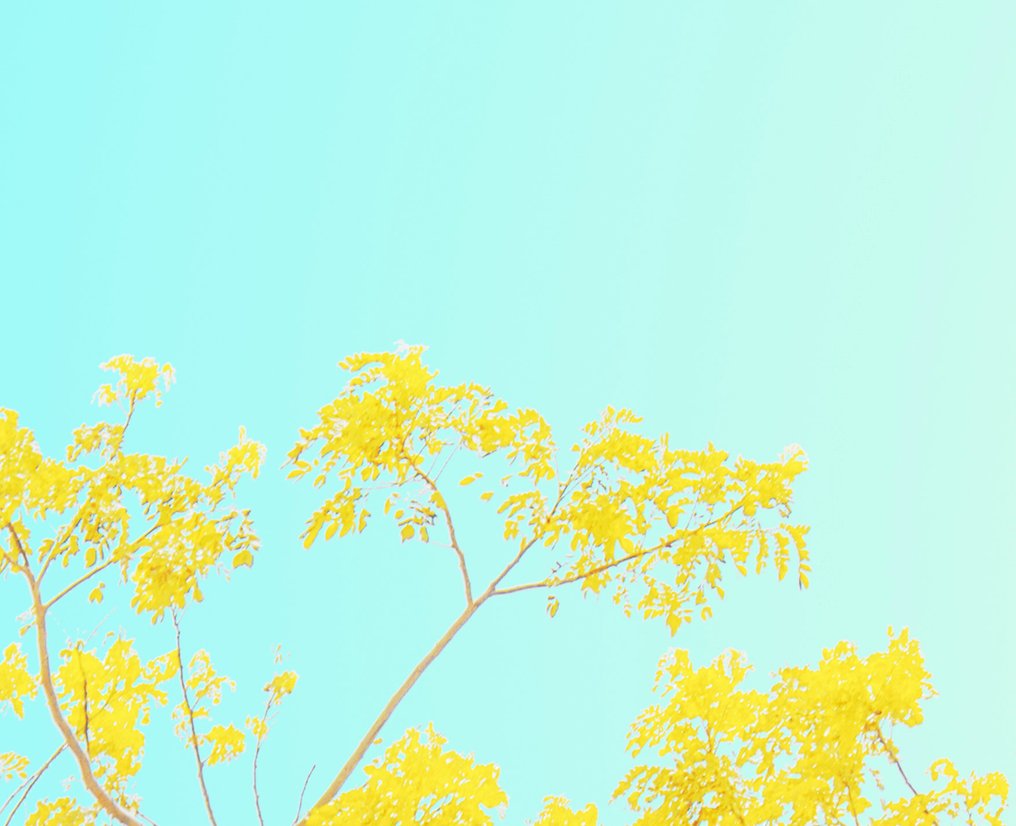 Téber - Araguaney #2.1