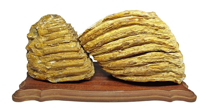 Woolly Mammoth - Fossil bone - 2 Molaires  (No Reserve Price) #1.0