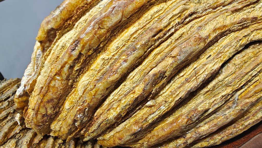 Woolly Mammoth - Fossil bone - 2 Molaires  (No Reserve Price) #2.1