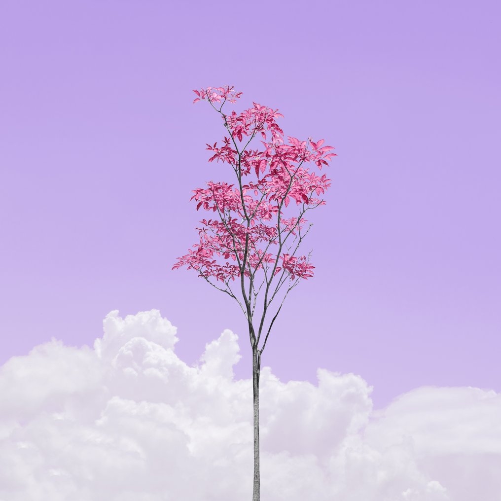 Téber - Lavender Rosé Sangria Foliage · No Reserve #1.0