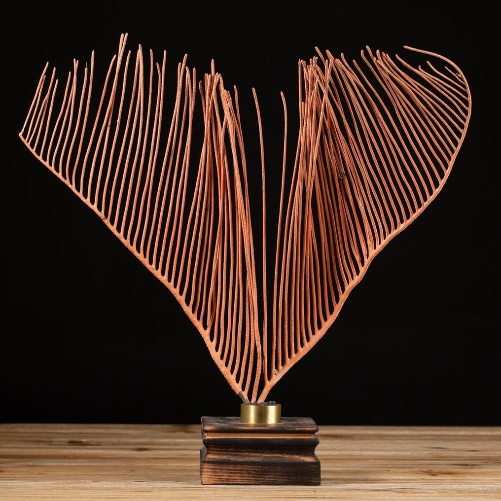 Κοράλλι θαλάσσιου μαστίγιου σε ξύλινη βάση - Ellisella Grandis - Βάση ταρίχευσης ολόκληρου σώματος - Maluku Islands, Indonesia - 400 mm - 360 mm - 100 mm #1.0