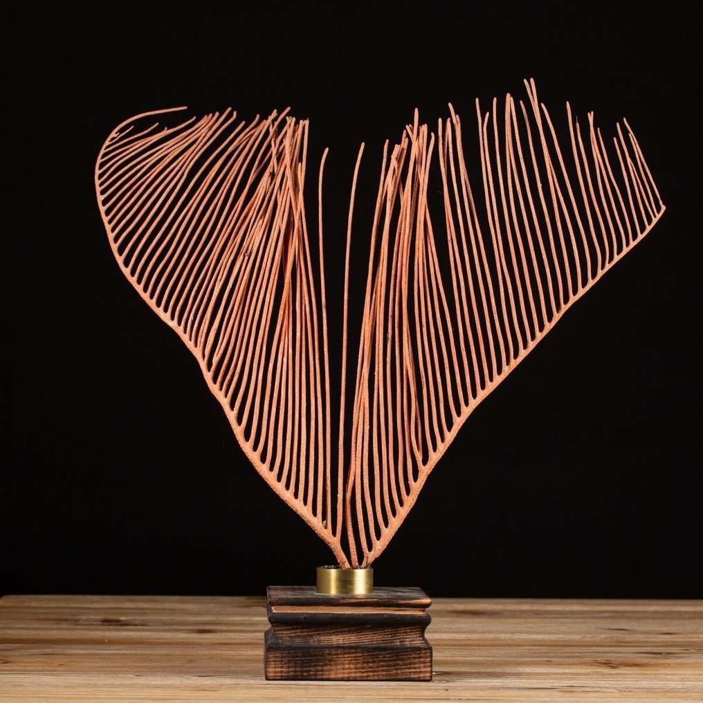 Κοράλλι θαλάσσιου μαστίγιου σε ξύλινη βάση - Ellisella Grandis - Βάση ταρίχευσης ολόκληρου σώματος - Maluku Islands, Indonesia - 400 mm - 360 mm - 100 mm #1.0