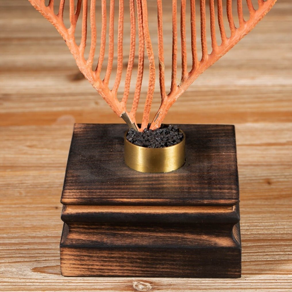 Κοράλλι θαλάσσιου μαστίγιου σε ξύλινη βάση - Ellisella Grandis - Βάση ταρίχευσης ολόκληρου σώματος - Maluku Islands, Indonesia - 400 mm - 360 mm - 100 mm #4.3