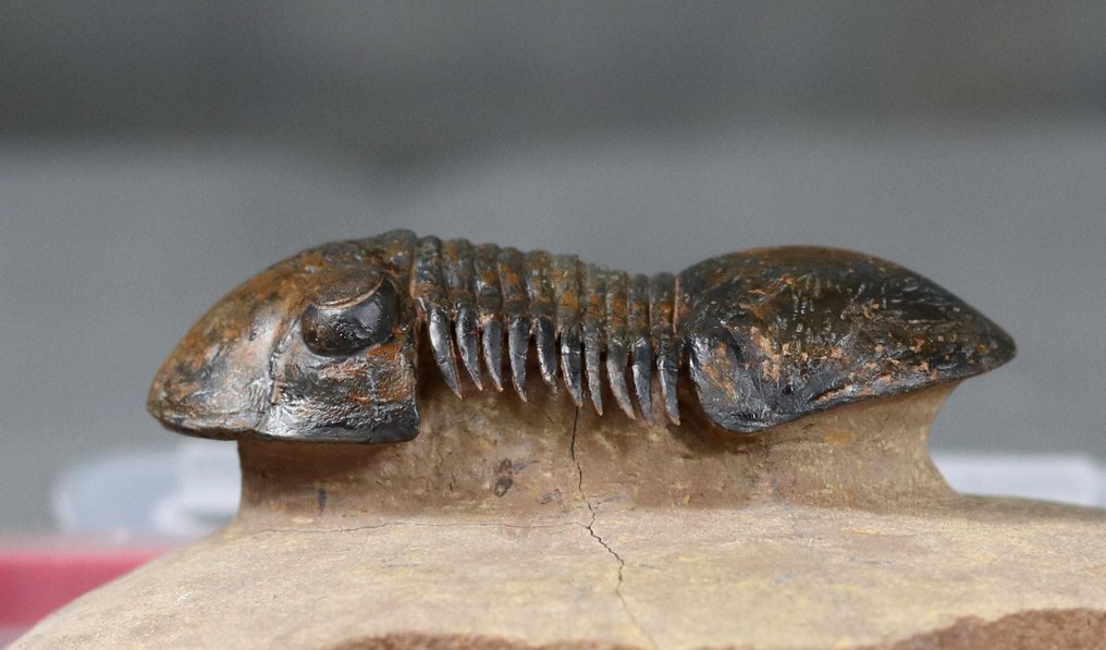 Finest quality trilobite fossil - With hypostome - Outstanding eyes - Flying preparation - Fossilised animal - Paralejurus spatuliformis (6.6 cm) #3.2