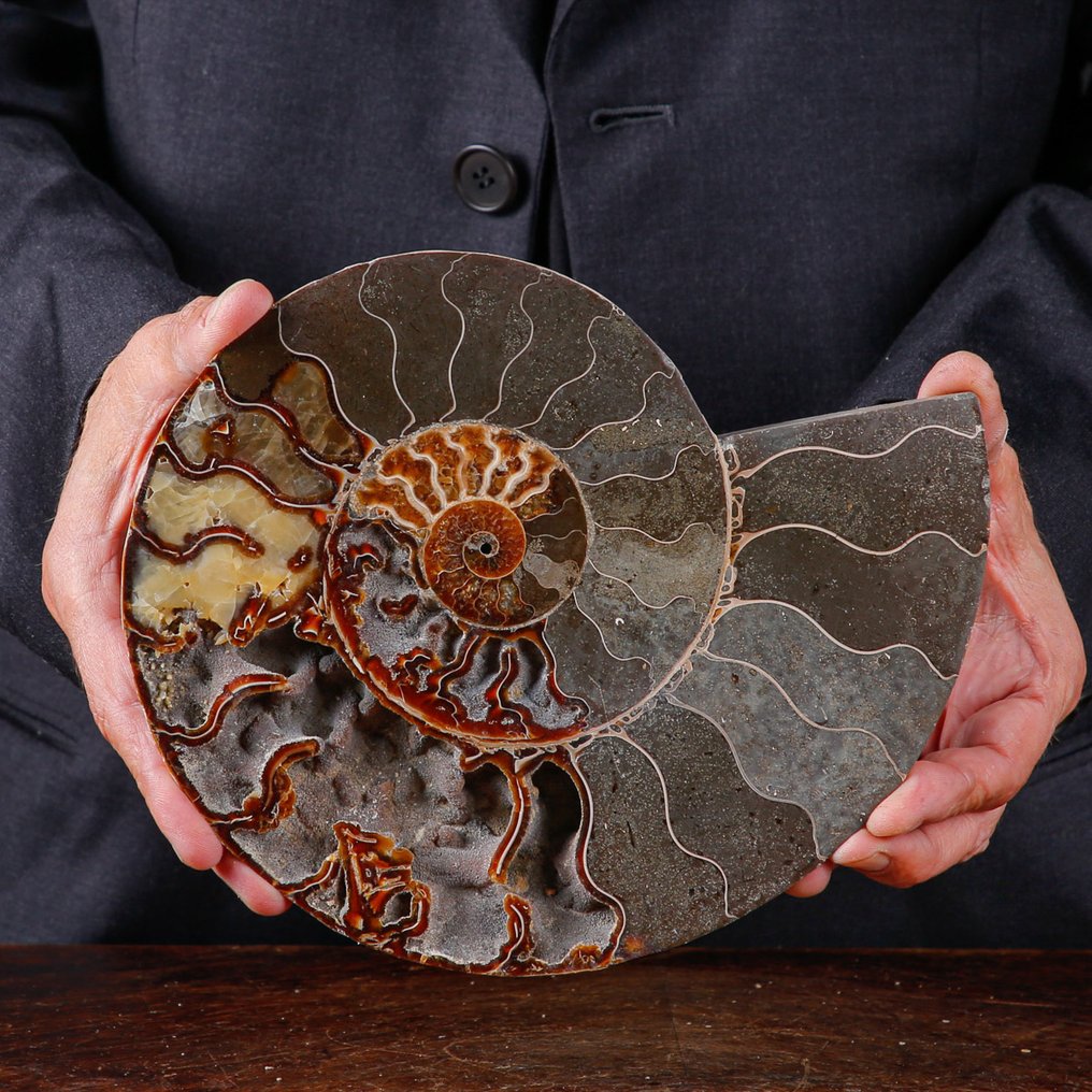 Eerste kwaliteit gedeeld ammoniet - perfect zichtbare cellen - calciet en aragoniet - Gefossiliseerde schelp - Cleoniceras Sp. - 230 mm - 190 mm #2.1