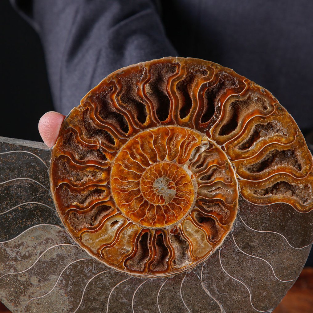 方解石与孔雀石 - 化石菊石 - 一等精选的菊石切片 - 具有白云石结晶的房间 - 高度: 224 mm - 宽度: 182 mm- 2152 g #4.3