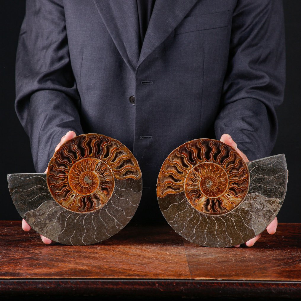 方解石与孔雀石 - 化石菊石 - 一等精选的菊石切片 - 具有白云石结晶的房间 - 高度: 224 mm - 宽度: 182 mm- 2152 g #1.0