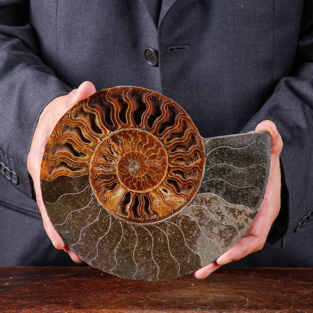 方解石与孔雀石 - 化石菊石 - 一等精选的菊石切片 - 具有白云石结晶的房间 - 高度: 224 mm - 宽度: 182 mm- 2152 g #3.2