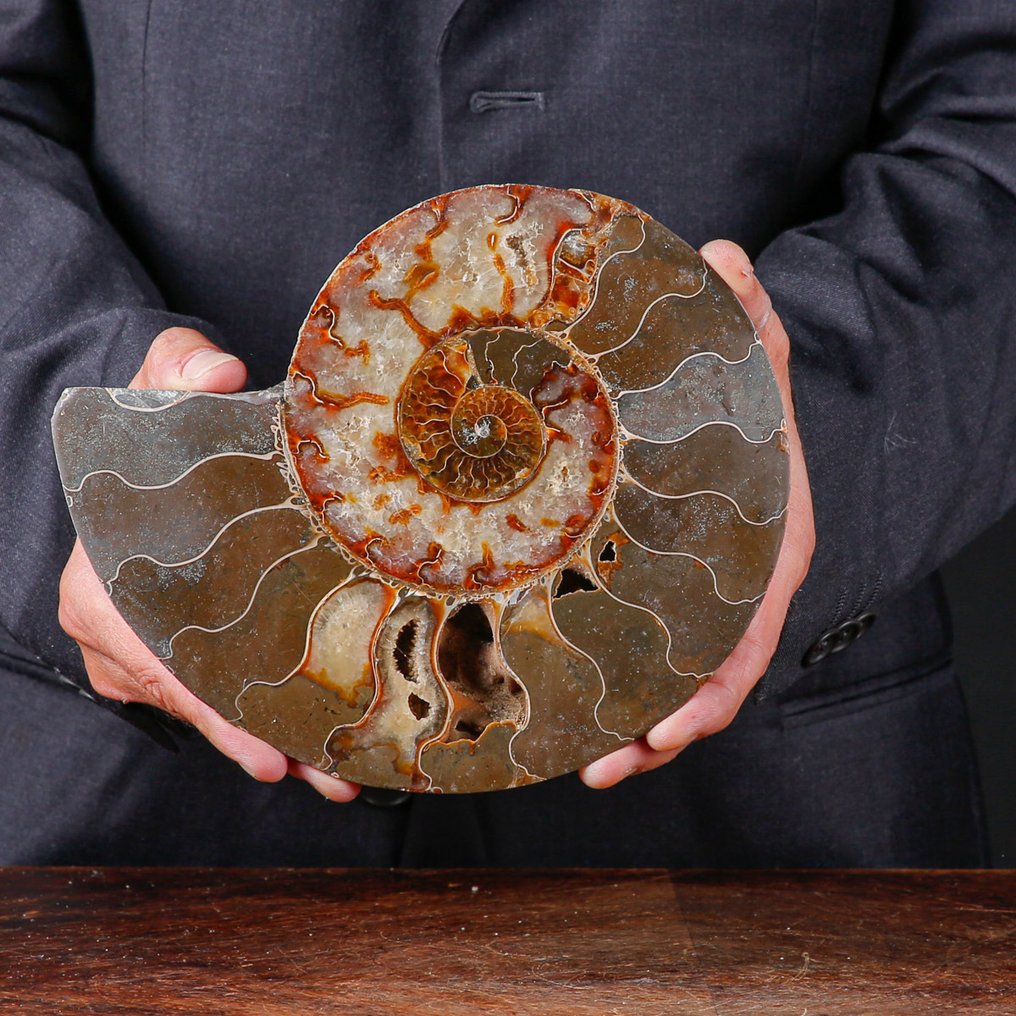 First Quality Sectioned Ammonite - Täydelliset näkyvät solut - kalkki ja aragonitti - Kivettynyt simpukka - Cleoniceras Sp. - 218 mm - 180 mm #4.3