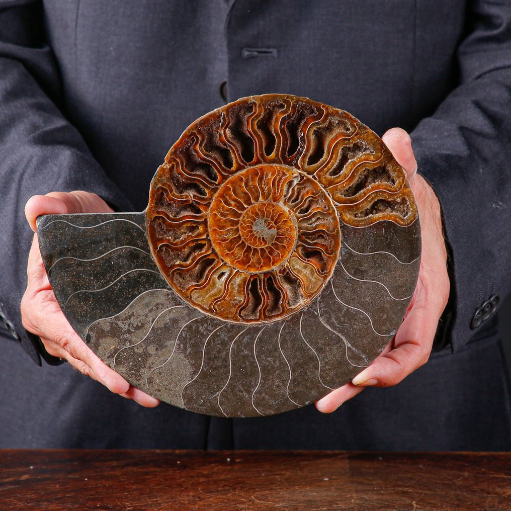 方解石与孔雀石 - 化石菊石 - 一等精选的菊石切片 - 具有白云石结晶的房间 - 高度: 224 mm - 宽度: 182 mm- 2152 g #2.1