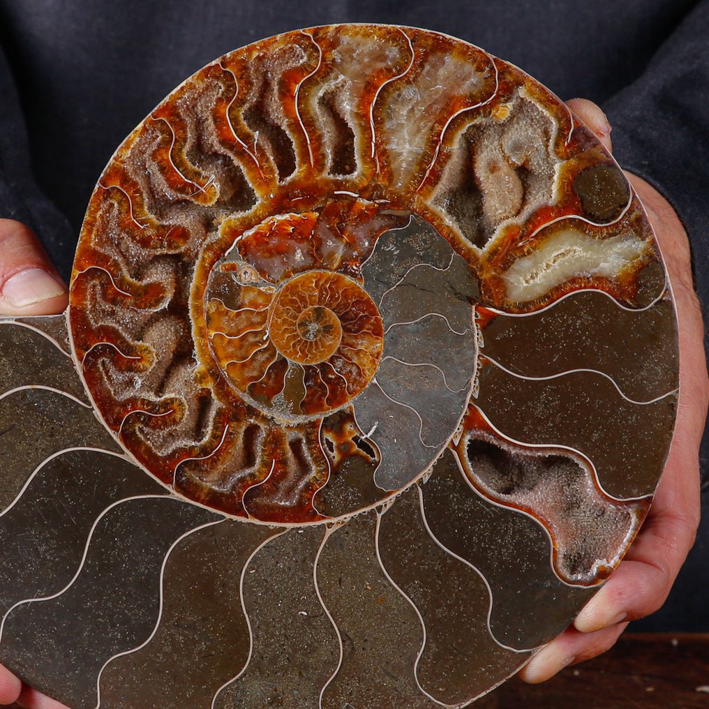 Førsteklasses sektioneret ammonit - perfekte synlige celler - calcit og aragonit - Fossilt skelet - Cleoniceras Sp - 246 mm - 205 mm #4.3