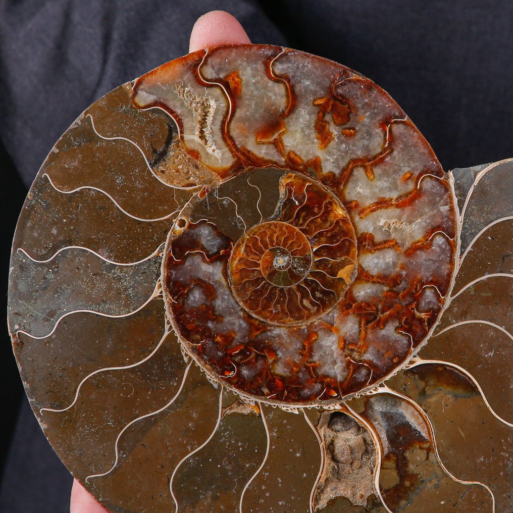 First Quality Sectioned Ammonite - Täydelliset näkyvät solut - kalkki ja aragonitti - Kivettynyt simpukka - Cleoniceras Sp. - 218 mm - 180 mm #2.1