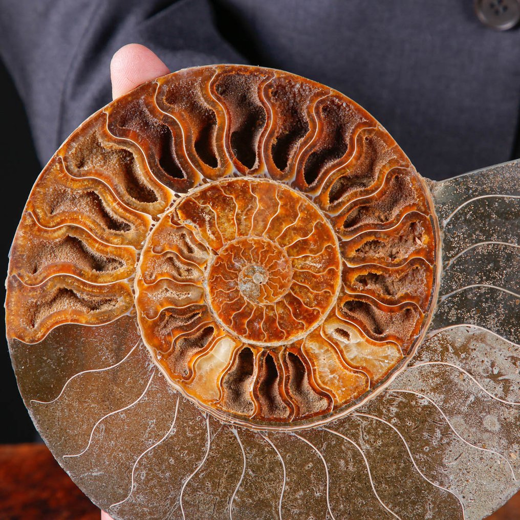 方解石与孔雀石 - 化石菊石 - 一等精选的菊石切片 - 具有白云石结晶的房间 - 高度: 224 mm - 宽度: 182 mm- 2152 g #1.0