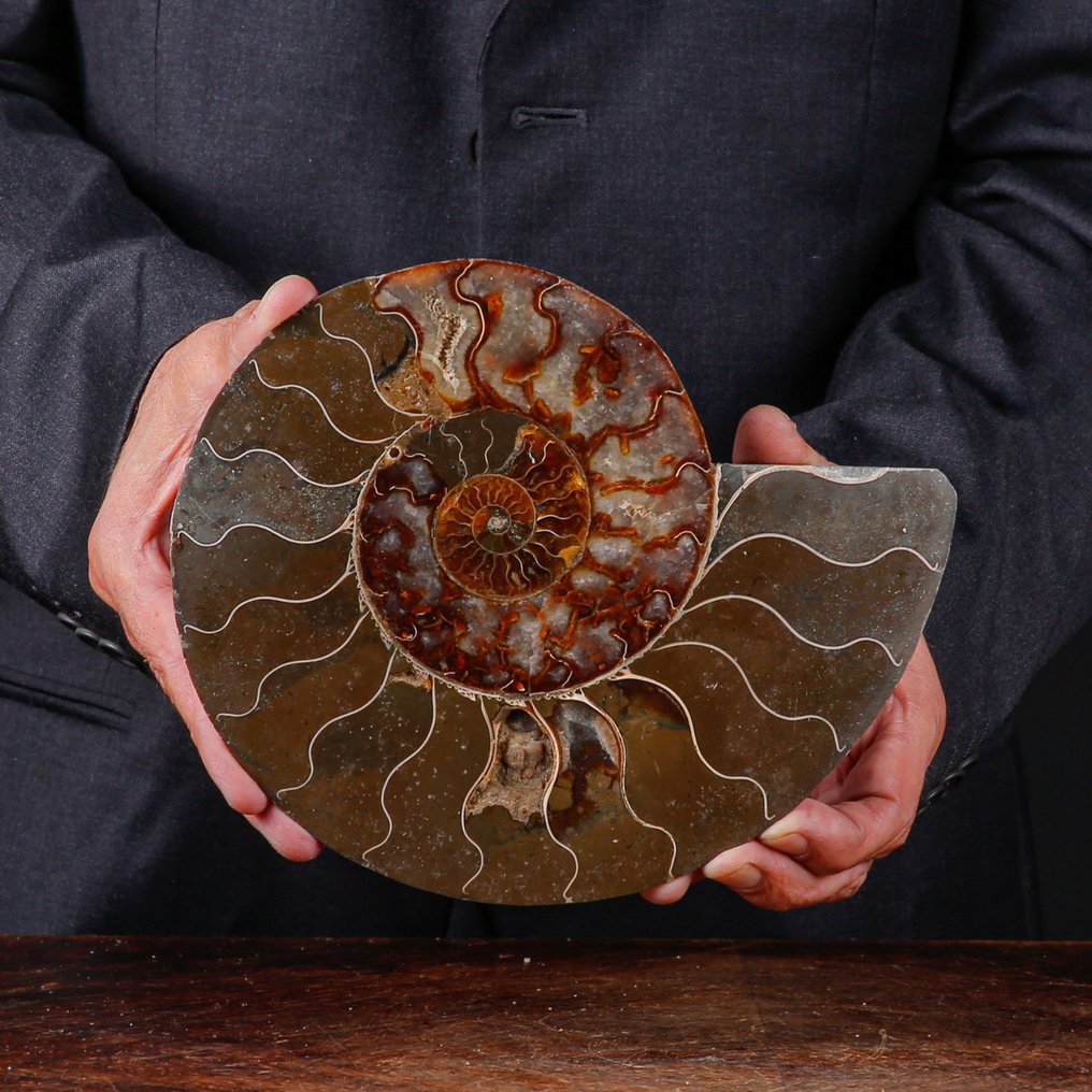 First Quality Sectioned Ammonite - Täydelliset näkyvät solut - kalkki ja aragonitti - Kivettynyt simpukka - Cleoniceras Sp. - 218 mm - 180 mm #1.0