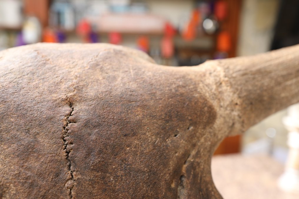 Bison - Fossil skull - Bison Priscus - 33 cm - 105 cm #3.2