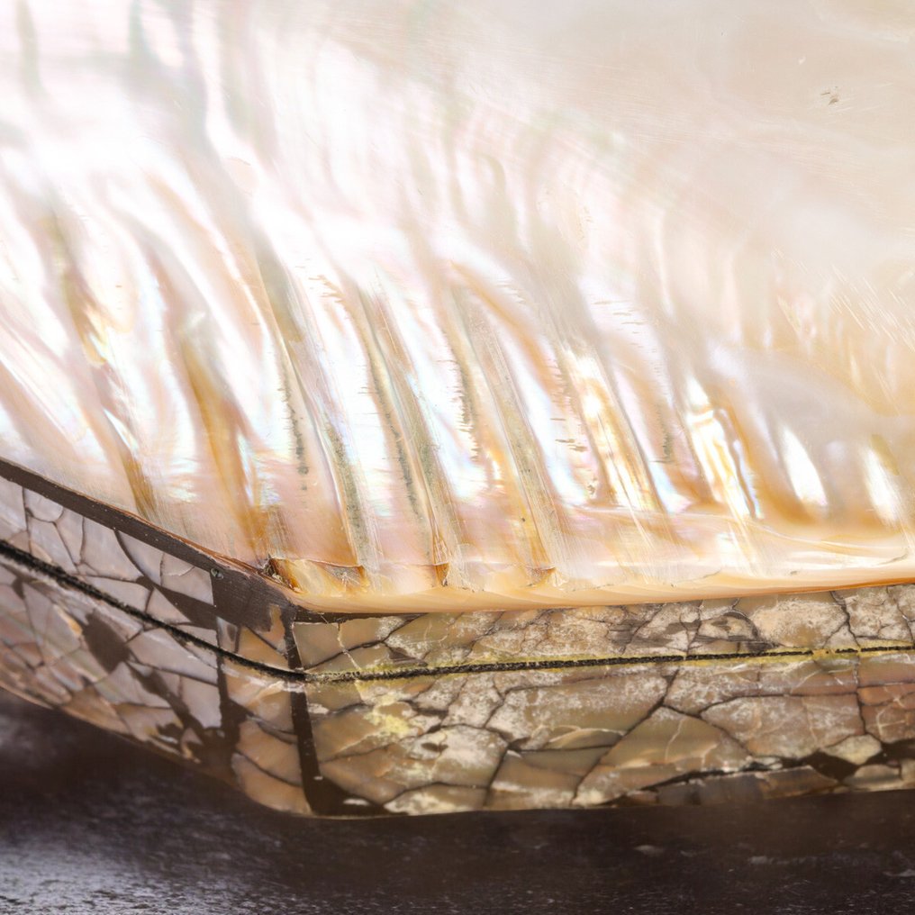 精致珠宝盒:Panapea 贝壳配黑色天鹅绒与海螺珍珠母马赛克 - 高度: 200 mm - 闊度: 115 mm- 229 g #3.2