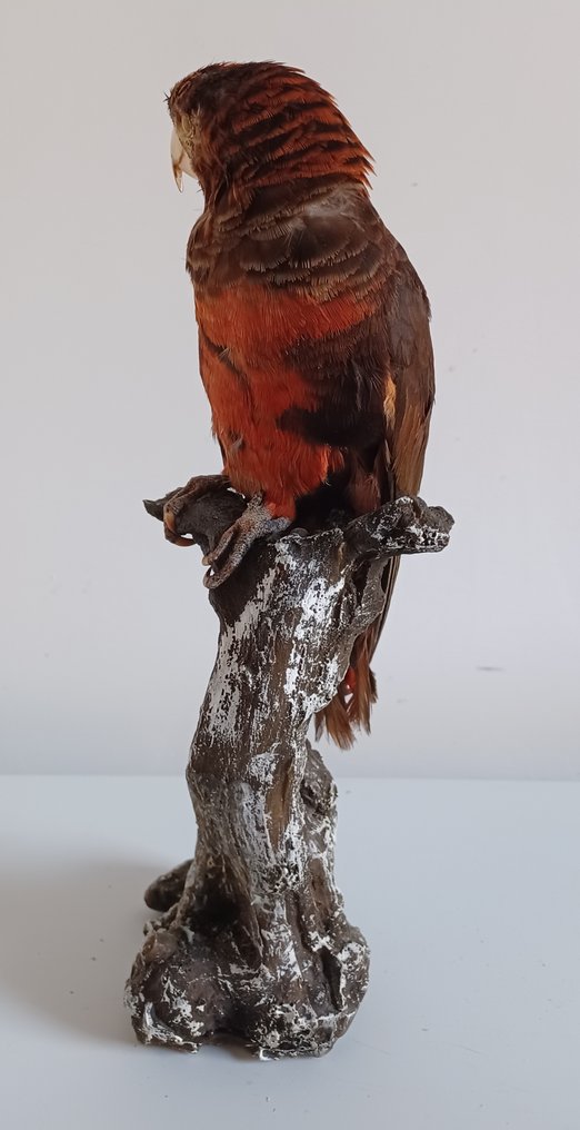 Dusky Lory - montura vintage Preparación taxidérmica de cuerpo completo - Pseudeos fuscata (with proof of origin) - 25 cm - 10 cm - 10 cm - CITES Apéndice II - Anexo B en la UE #3.2