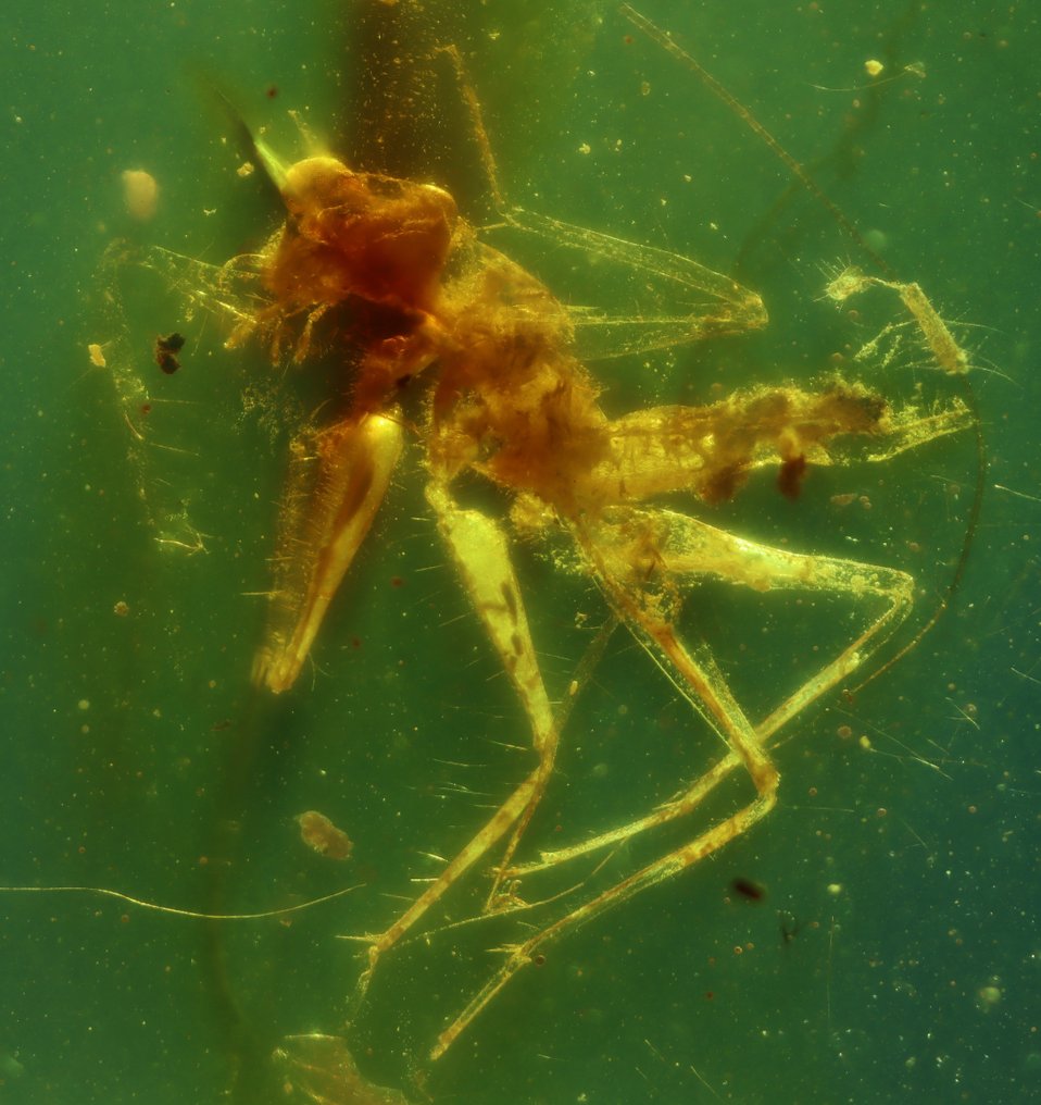 Insect - Κεχριμπάρι - Gryllobencain - vampire cricket - 25 mm  (χωρίς τιμή ασφαλείας) #3.2