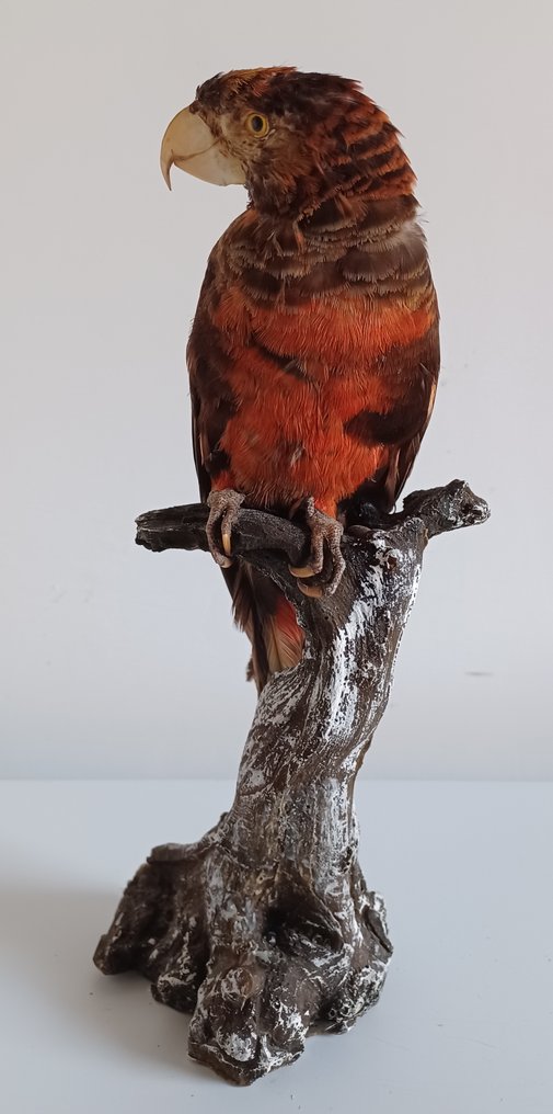 Dusky Lory - montura vintage Preparación taxidérmica de cuerpo completo - Pseudeos fuscata (with proof of origin) - 25 cm - 10 cm - 10 cm - CITES Apéndice II - Anexo B en la UE #4.3