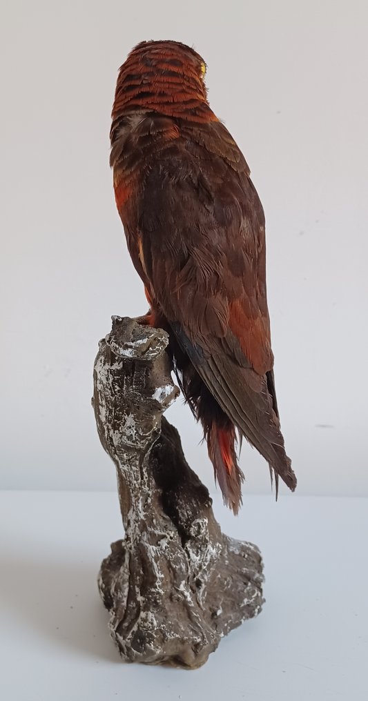 Dusky Lory - montura vintage Preparación taxidérmica de cuerpo completo - Pseudeos fuscata (with proof of origin) - 25 cm - 10 cm - 10 cm - CITES Apéndice II - Anexo B en la UE #2.1